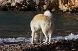 AKITA INU 256